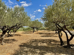 Vente Terrain Cotignac (83570)